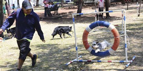 Cu Les Son Las Mejores Marcas De Croquetas Para Perros Seg N La Profeco