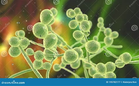 Menschliche Pathogene Hefen Der Candidapilze Stock Abbildung