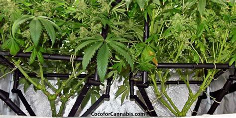 Mainlines Manifolds The Best Ways To Train Cannabis Plants