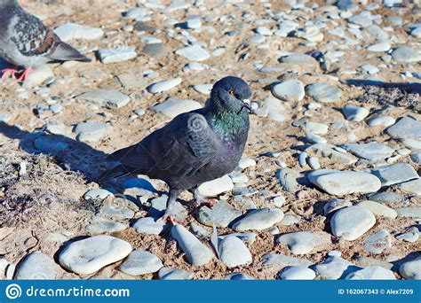 Pombo Sobre O Fundo Das Pedras E Da Areia Imagem De Stock Imagem De