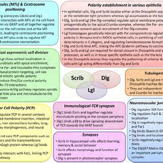 Overview Of The Multitasking Role Of Dlg Scrib And Lgl In Different