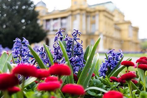 Tradicionalno Ure Ivanje Prostora Oko Zgrade Hrvatskog Narodnog