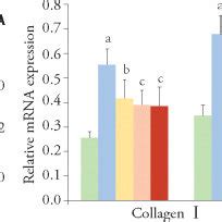 Effects Of Pns On Collagen I Sma And Tgf Mrna Expressions In