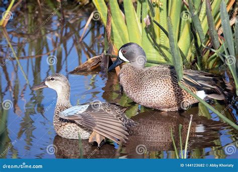 A Male And Female Pair Of Blue Winged Teal Ducks Stock Photo Image Of