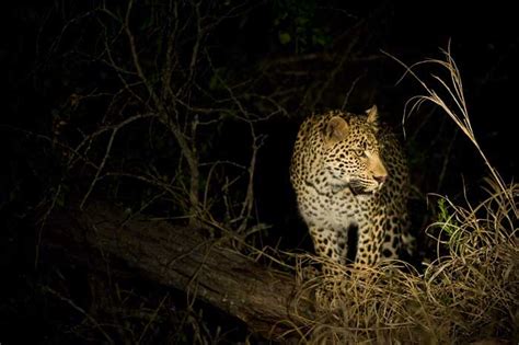 Sabi Sabi Private Game Reserve | Night Safari Photography