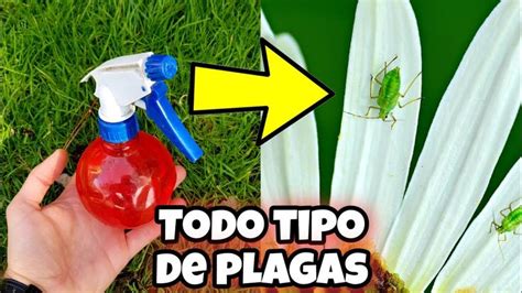 Crea Este Insecticida Casero Que Pocos Conocen Para Plantas Y Elimina