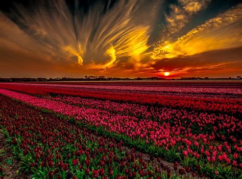 Sunset Over Tulip Field Red Bonito Sunset Tulips Pink Hd