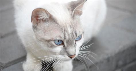 Gato Cat Breed Information and Pictures - PetGuide | PetGuide