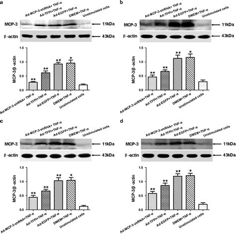 Tissue Factor Pathway Inhibitor Gene Transfer Prevents Vascular Smooth