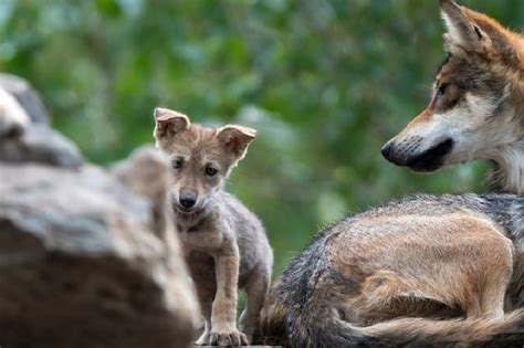 Nacen Ocho Cachorros De Lobo Gris Mexicano En La Ciudad Mexicana De