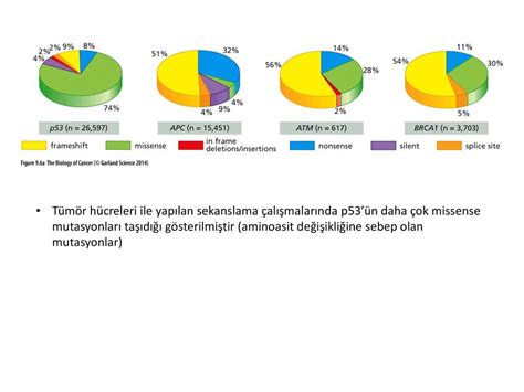 P Ve Apoptoz Ppt Indir