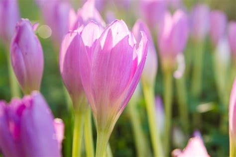 Crocus Zonatus