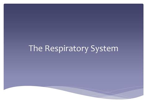 The Respiratory System Ppt Download