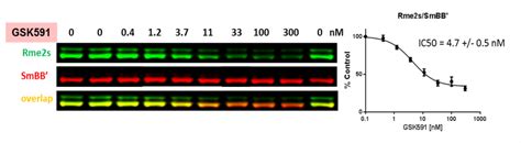 Prmt Cellular Assay Openlabnotebooks Org