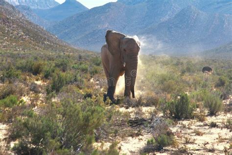 The Elephant Safari in Cape Town , South Africa Stock Image - Image of africa, adventure: 141202227