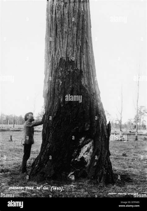 Ironbark tree hi-res stock photography and images - Alamy