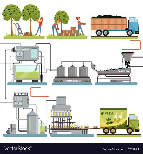 Olive oil production process stages harvesting Vector Image