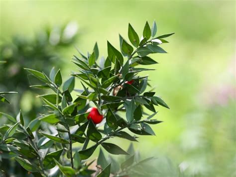 Le Fragon : Tout Savoir Sur Ce Petit Houx Des Bois