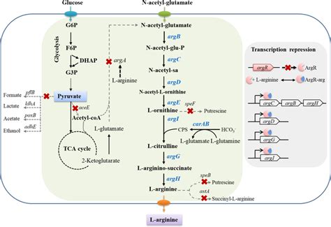 Major Metabolic Pathways Associated With L Arginine Biosynthesis In E