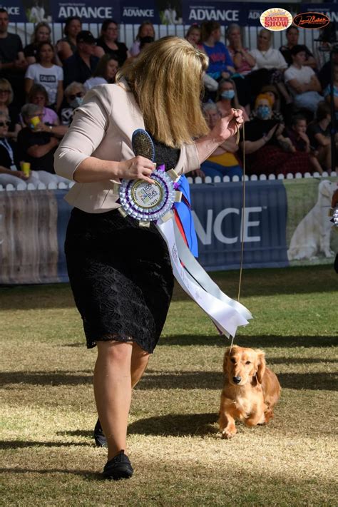 Home The Dachshund Club Of Nsw Inc