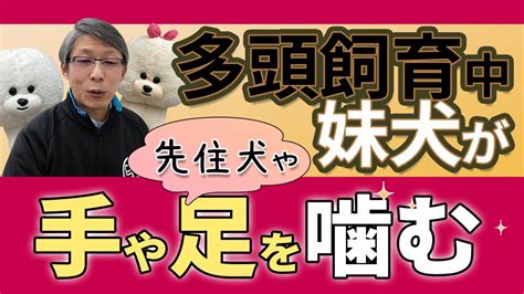 【犬のしつけ】多頭飼い・2頭目が色々噛む【悩み相談ライブ切り抜き】 Youtube