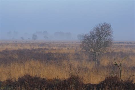 IMG 1841 Landscape Bargerveen Wilfred Jonker Flickr