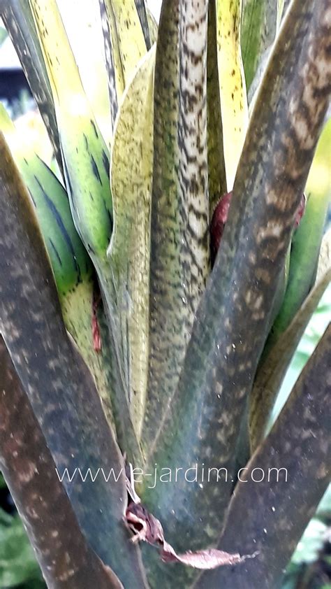 Alocasia Lauterbachiana E Jardim