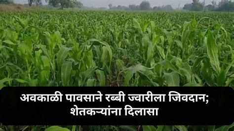 Agriculture News अवकाळी पावसाने रब्बी ज्वारीला जिवदान शेतकऱ्यांना दिलासा