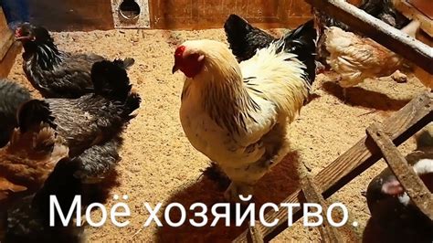 Что в хозяйстве? Стоимость яиц. - YouTube