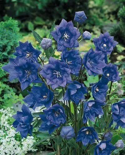 Balloon Flower Seeds | Platycodon | Perennial Flower Seeds