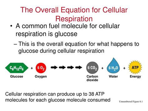 Cellular Respiration Equation