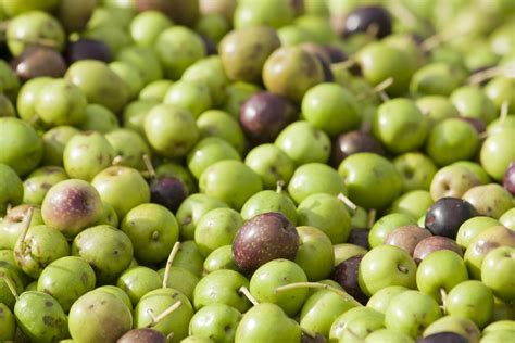 Olivicultura Produtividade M Dia Da Azeitona Quadruplicou Em Anos