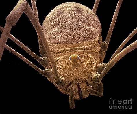 Harvestman Photograph By Steve Gschmeissner Science Photo Library