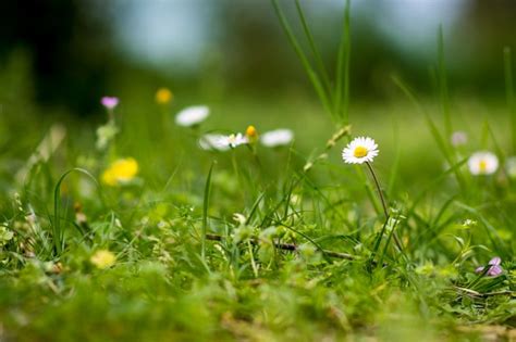 Premium Photo | Spring flowers in the garden