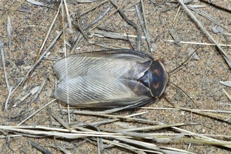 Polyphaga indica · iNaturalist