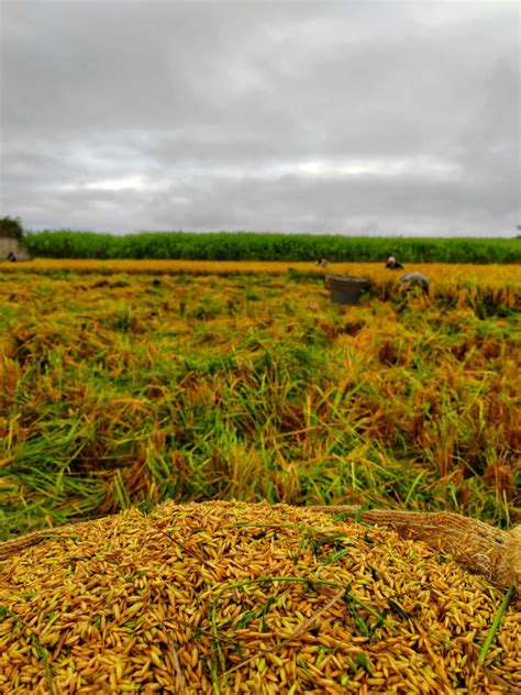 COMIENZA COSECHA DEL MEJOR ARROZ DEL MUNDO Arturo Ortiz