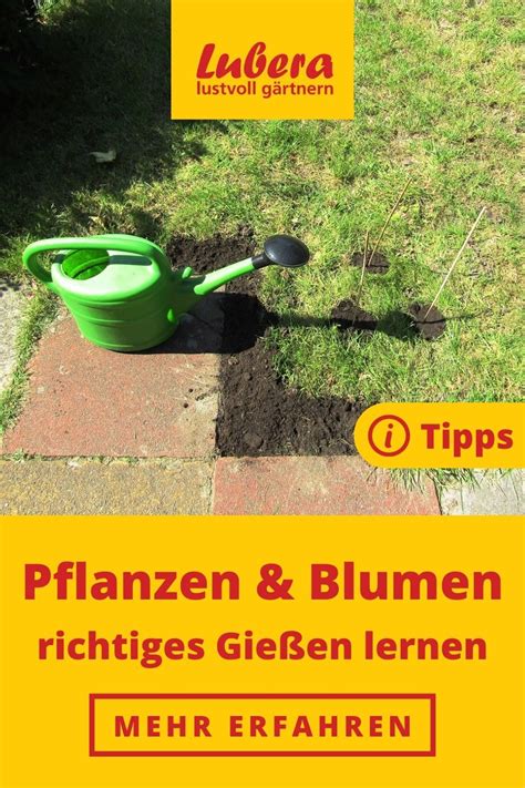 Pflanzen Und Blumen Gie En Bereitet Manchen G Rtnern Und G Rtnerinnen