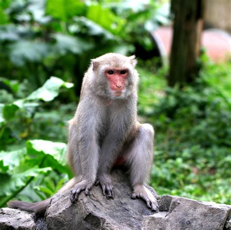 台灣獼猴 國立屏東科技大學保育類野生動物收容中心