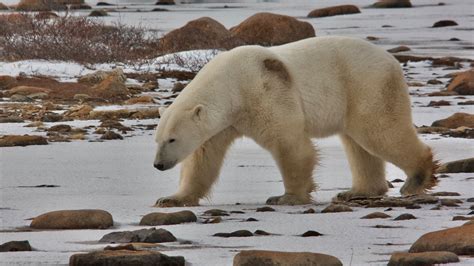 Polar Bear Capital Of The World Soon To Be Overrun…