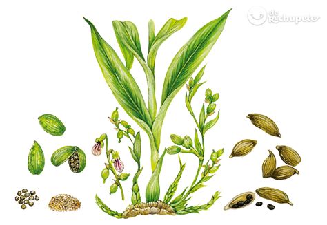 Cardamomo Origen Para Qué Sirve Usos En Cocina Beneficios Y Dónde