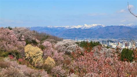 Ultimate Map of Cherry Blossoms in Tohoku - WAttention.com