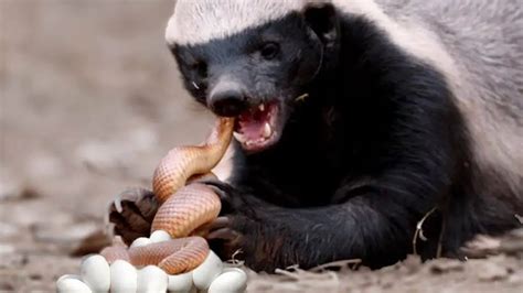 Why Are Honey Badgers So Fearless Are They Dangerous To Humans