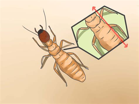 How To Identify A Termite 13 Steps Wikihow