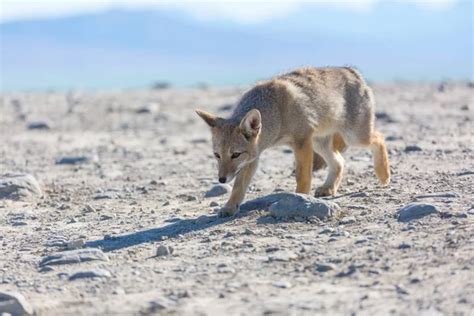 Zorro gris sudamericano Lycalopex griseus Zorro patagónico en las