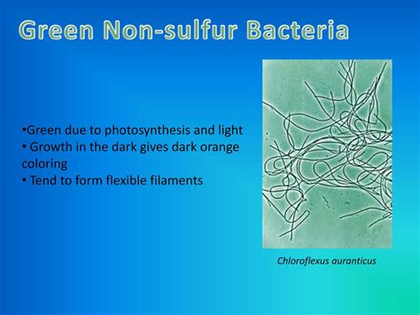 The Bacterial Cell By Ashley Hobson Ppt Download