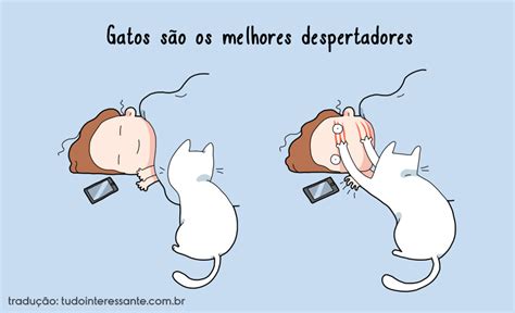 Portal Seu Pet 10 Motivos Para Ter Um Gato