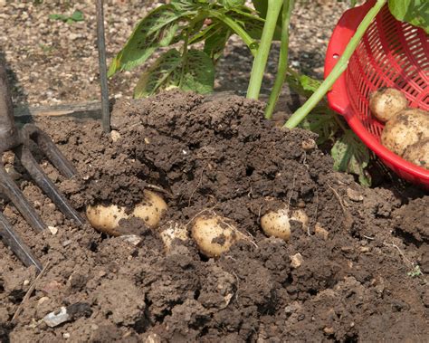 When To Harvest Potatoes For A Tasty Crop Homes And Gardens