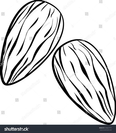 Almonds Stock Vector Illustration 250627777 Shutterstock