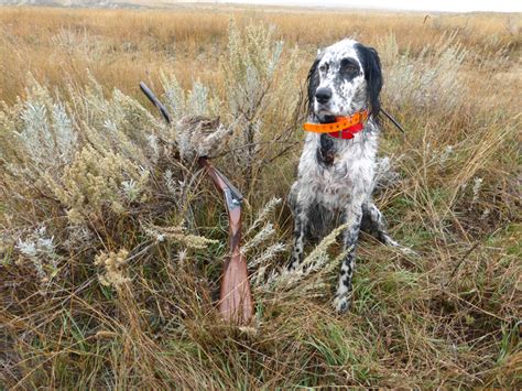 Ryman Setters The Ryman Type Hunting English Setter