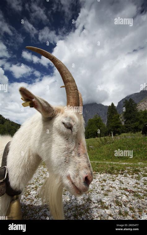 Adult White Goat With Big Horns On A Mountain Pasture In The Austrian